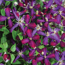 Load image into Gallery viewer, Clematis Fragrant &#39;Plum Pixie Dust&#39; - Sweet Summer Love
