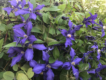 Load image into Gallery viewer, Clematis &#39;Durandii&#39; - Non Vining
