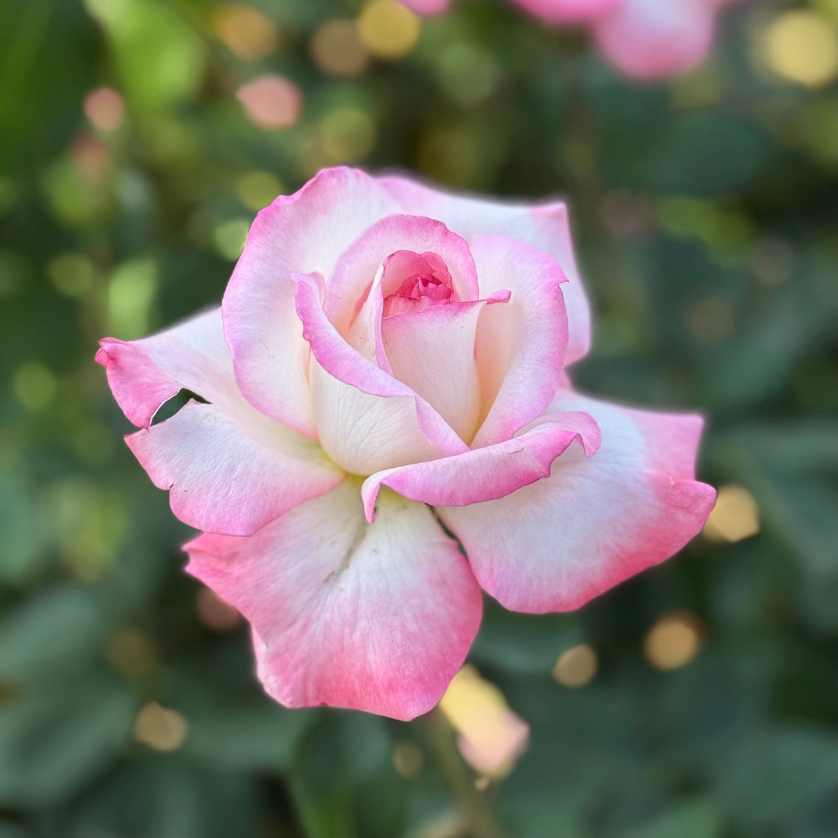 Rose - Secret