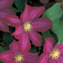 Load image into Gallery viewer, Clematis &#39;Bourbon&#39; AKA StarFire - 6ft Dwarf Variety

