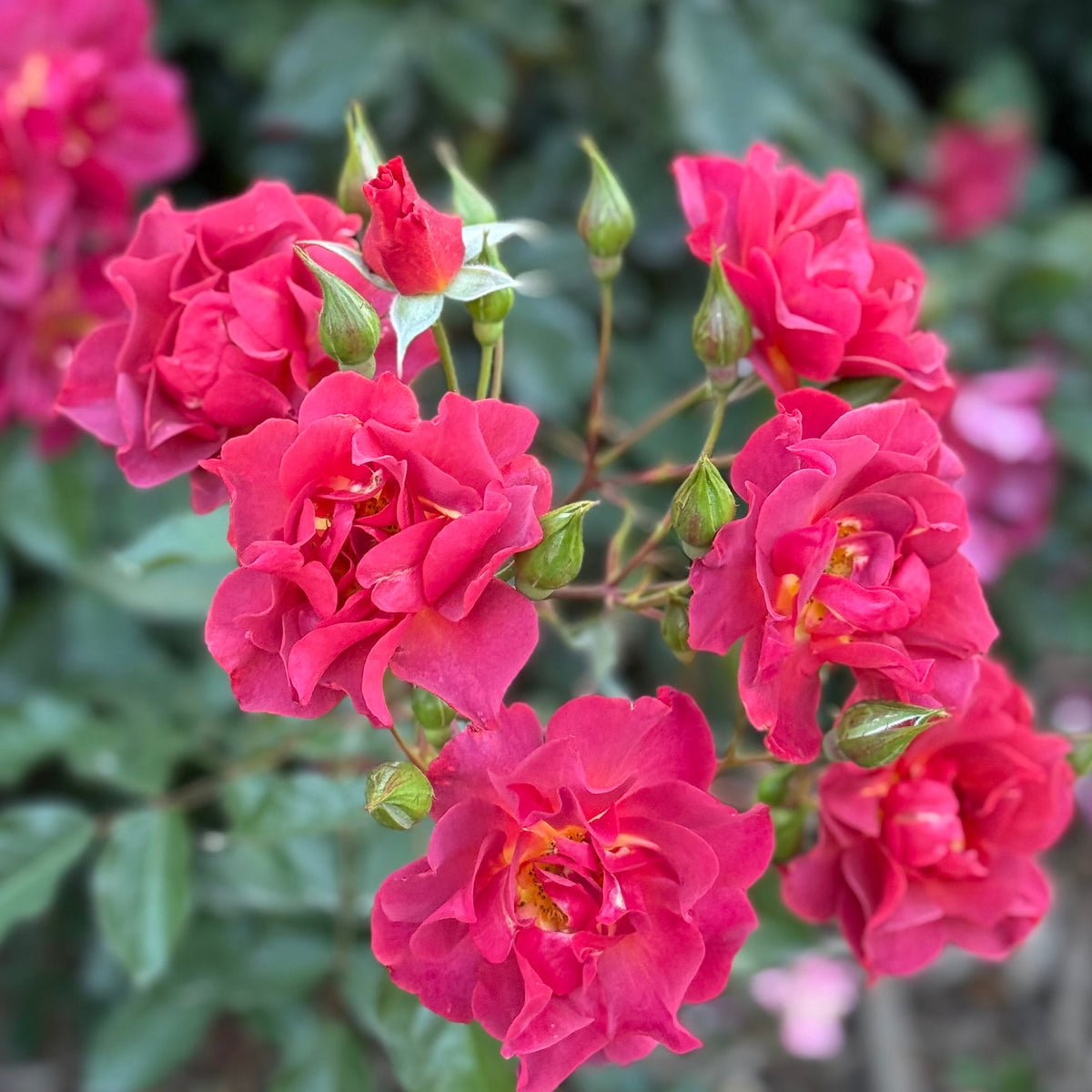 Rose - Cinco de Mayo