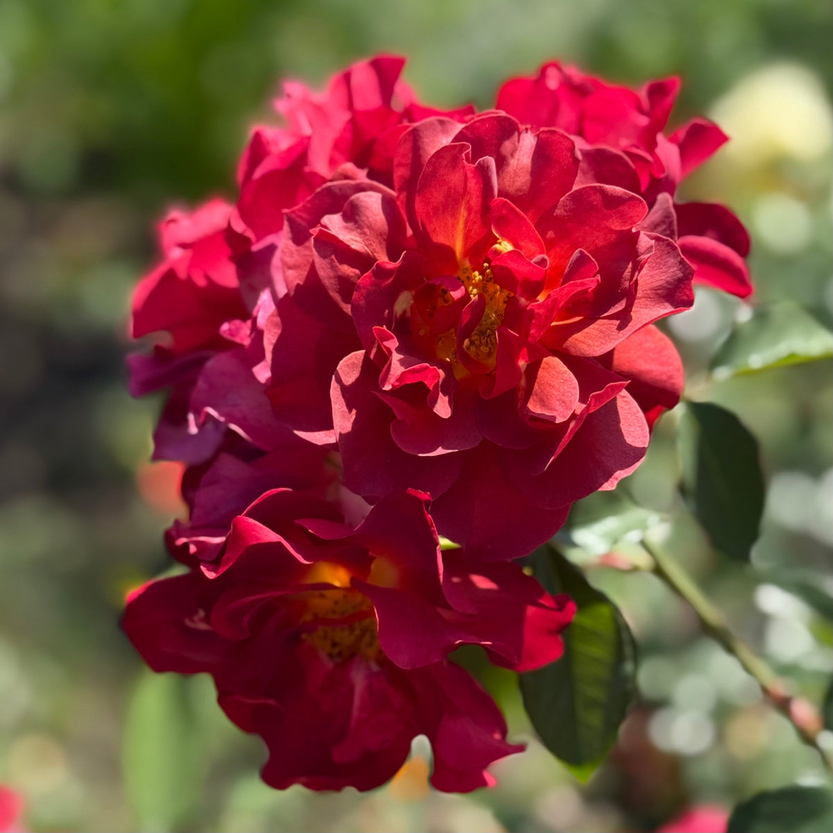 Rose - Cinco de Mayo