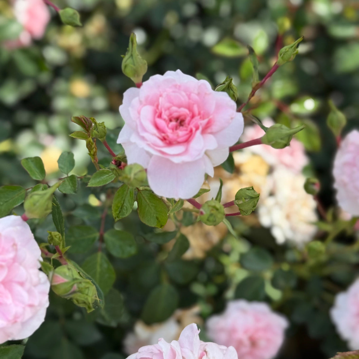 Rose - Bonica
