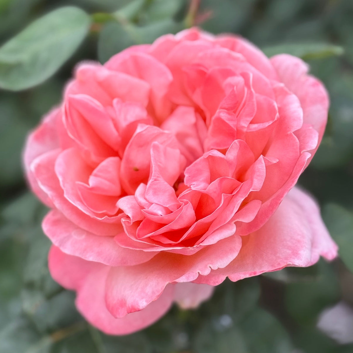 Rose - Sweet Mademoiselle