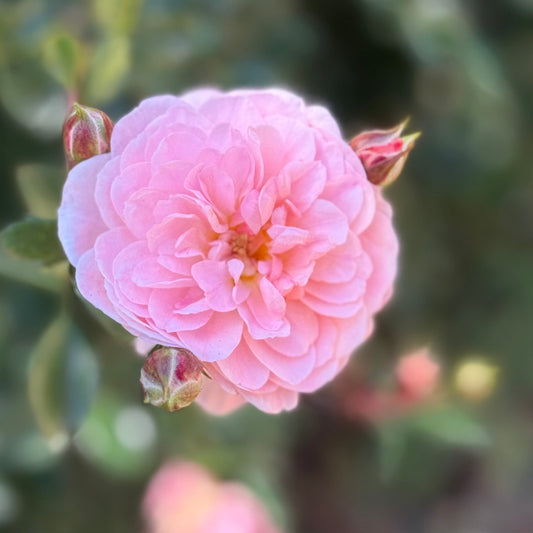 Rose - Blushing Drift