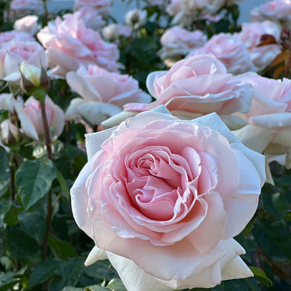 Rose - Francis Meilland