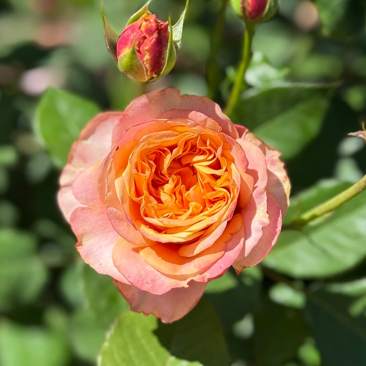 Rose - Sunbelt Crazy Love