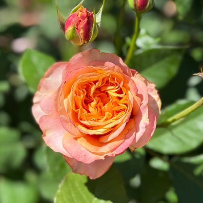Rose - Sunbelt Crazy Love