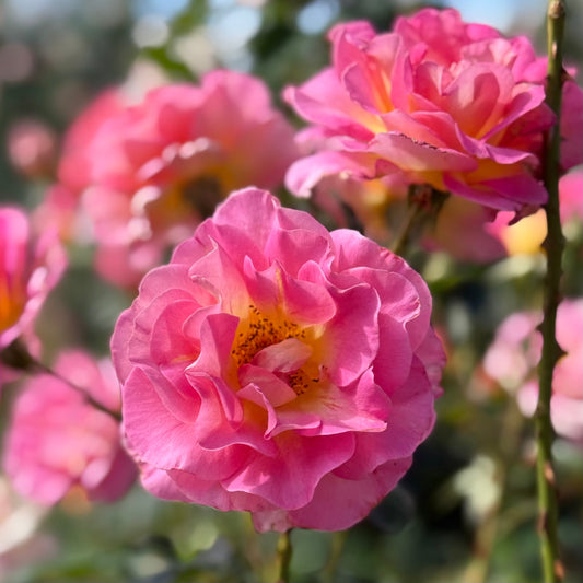 Rose - Julie Andrews