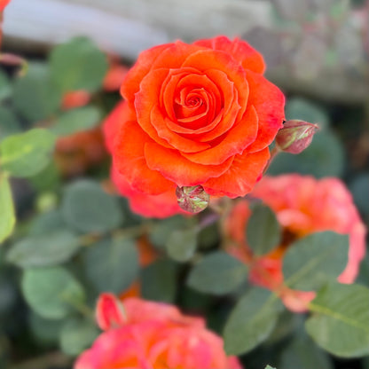 Rose - Gingersnap