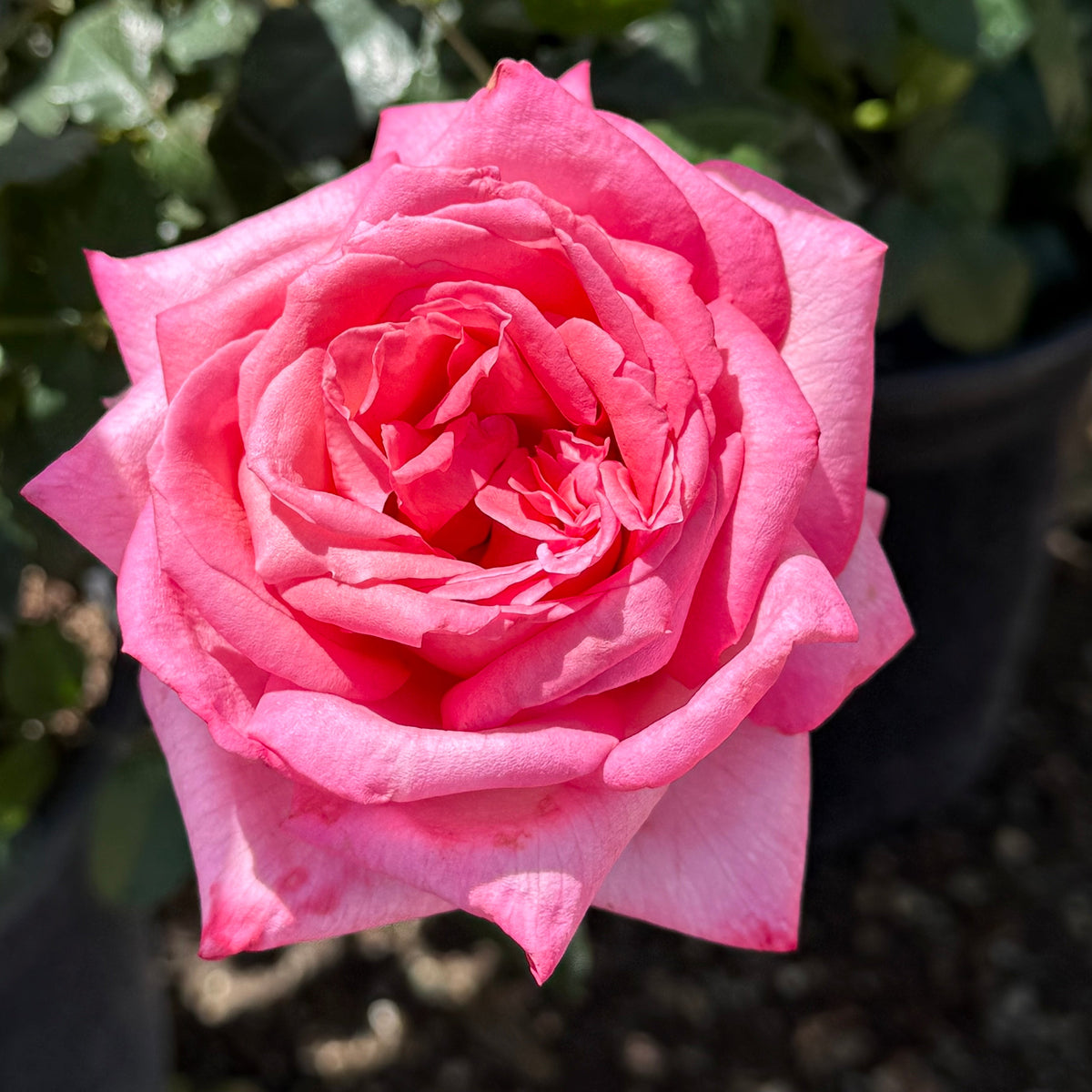 Rose - Eleganza Wedding Bells