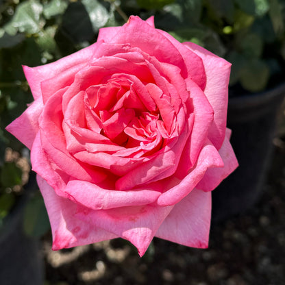 Rose - Eleganza Wedding Bells