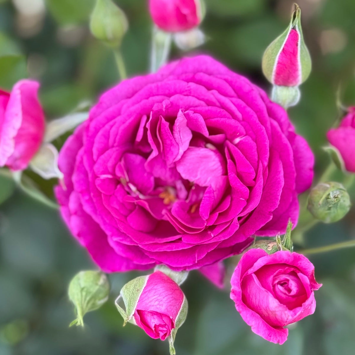 Rose - Purple Aura