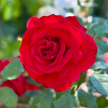 Rose - Love's Promise
