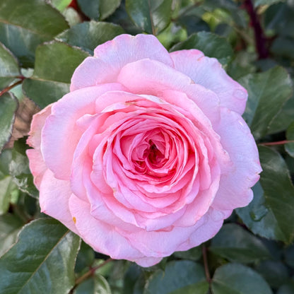 Rose - Sunbelt Savannah