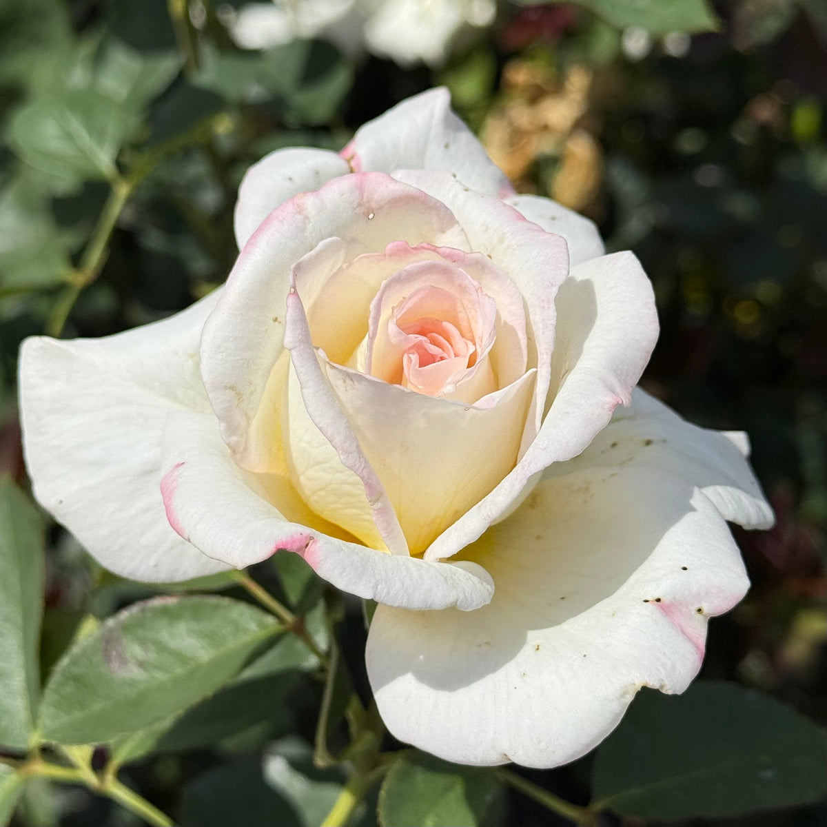 Rose - Secret's Out!