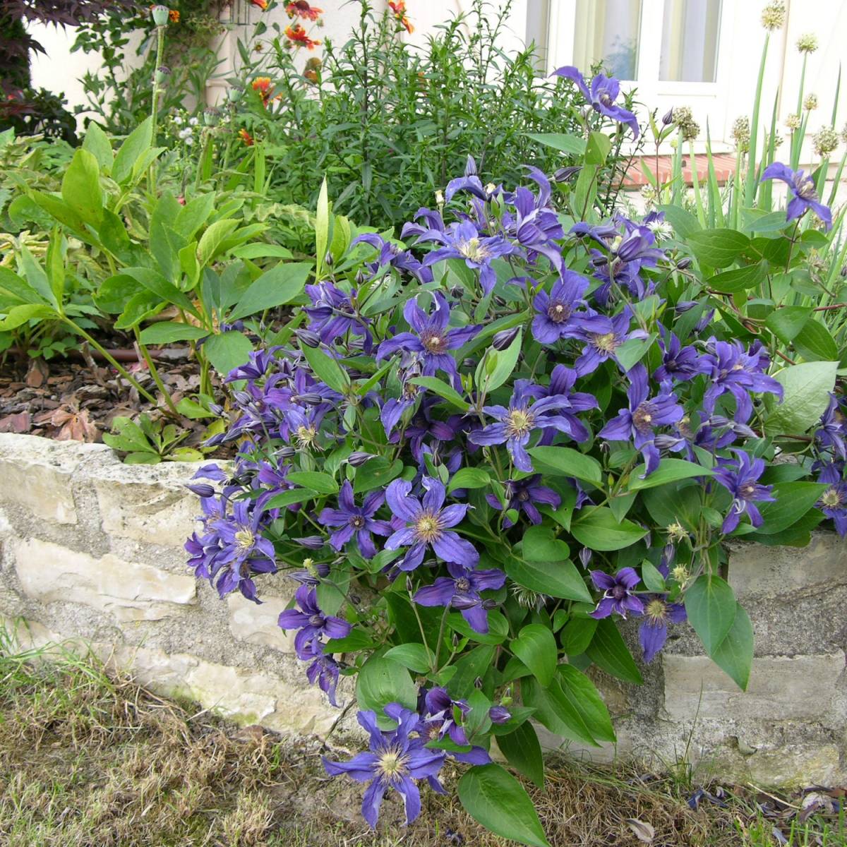 Clematis 'Sapphire Indigo'