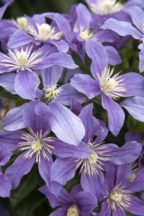 Clematis 'Arabella' - Non Vining