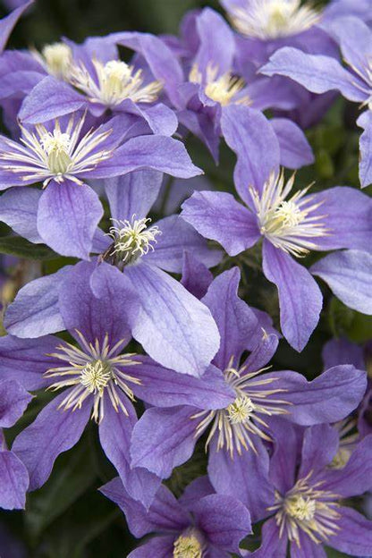 Clematis 'Arabella' - Non Vining