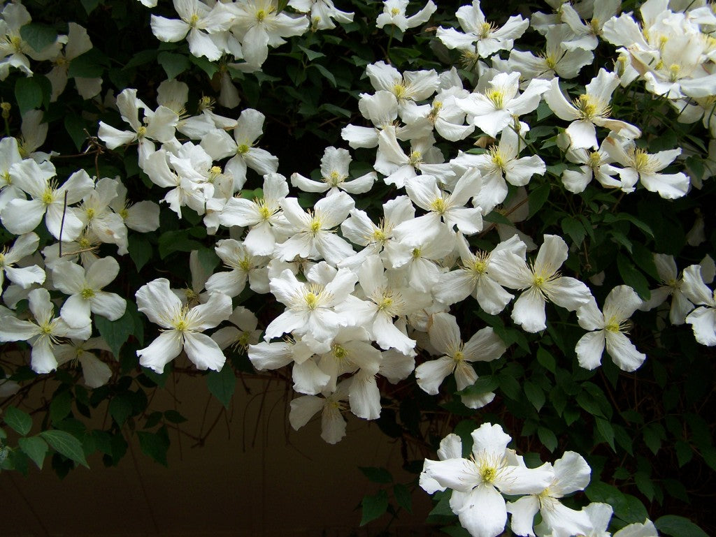 Clematis 'Montana Grandiflora' - Fragrant