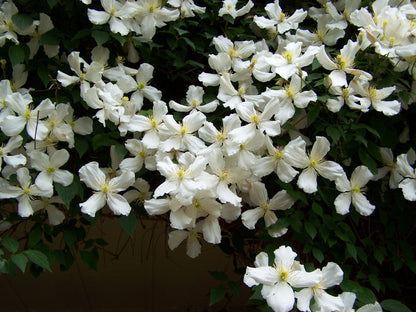 Clematis 'Montana Grandiflora' - Fragrant