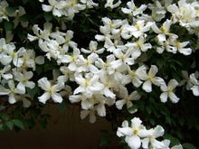 Load image into Gallery viewer, Clematis Flowering Vine - Fragrant Montana Grandiflora
