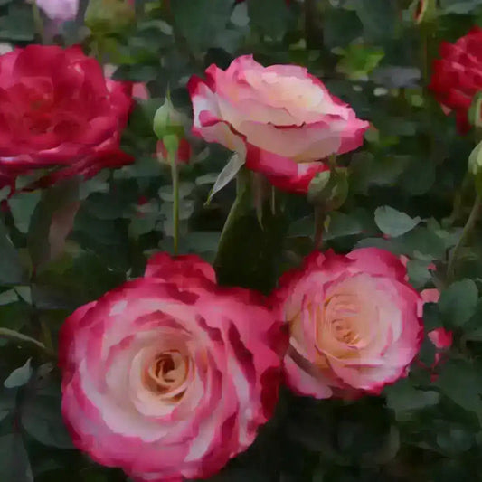Rose - White Lies