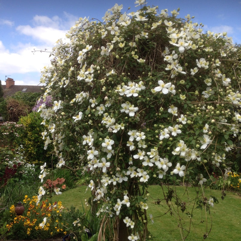 Clematis 'Montana Grandiflora' - Fragrant