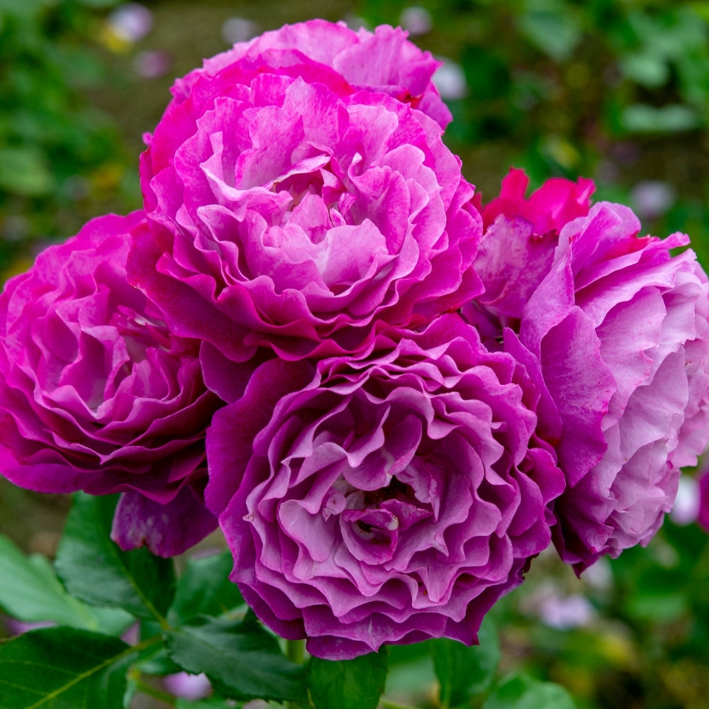 Rose - Wild Blue Yonder