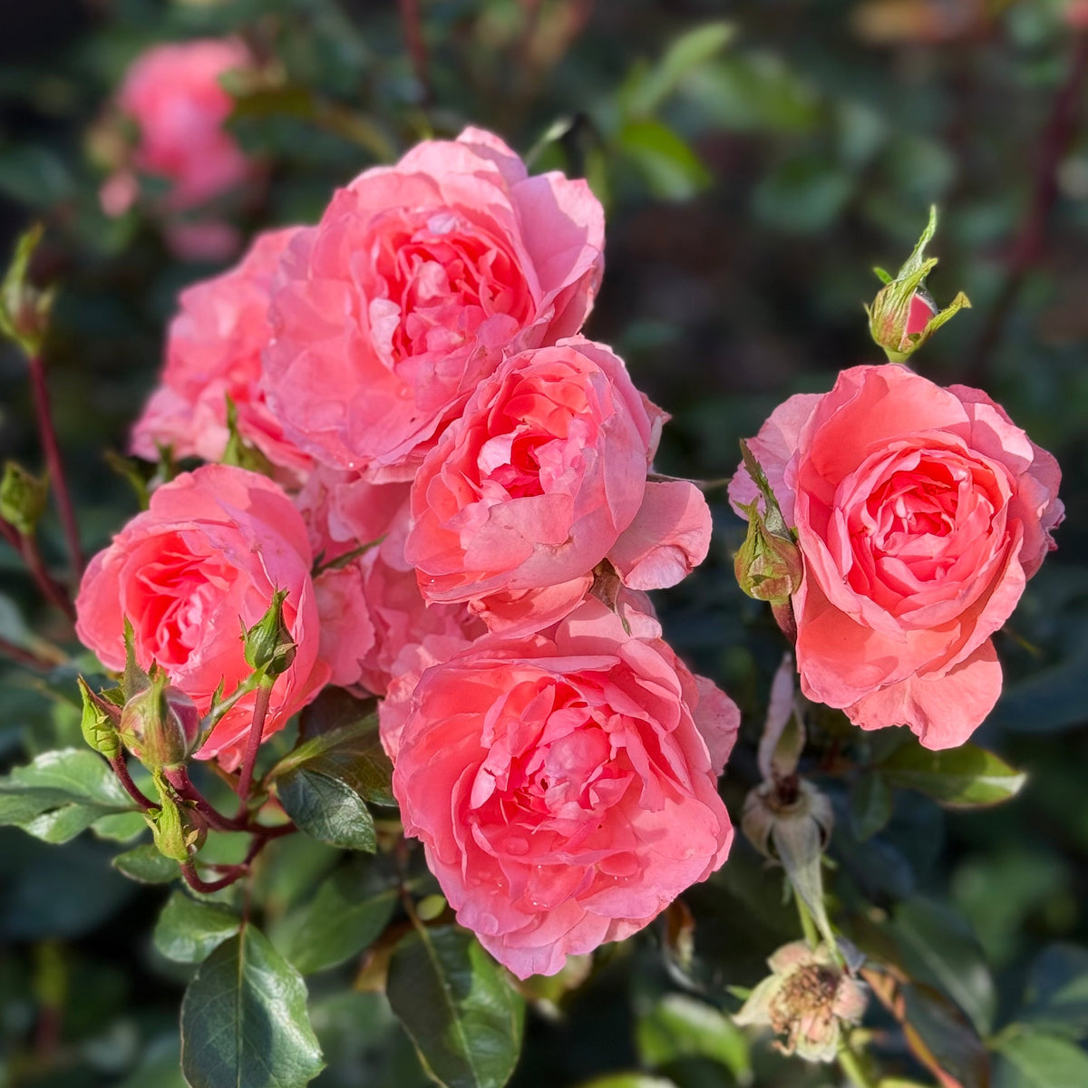 Rose - Passionate Kisses
