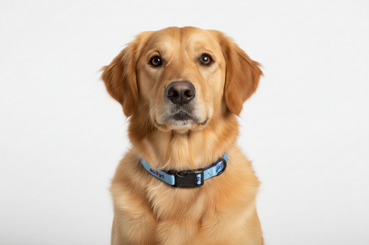 Casual Canine Nylon Adopt Dog Collar, 14-20-Inch, Blue