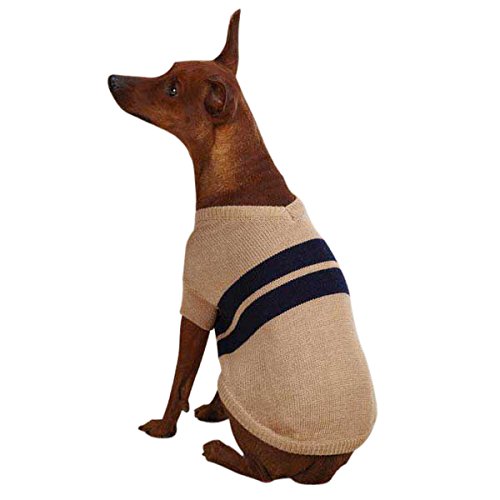 Miniature pinscher in a camel knit sweater with two navy stripes