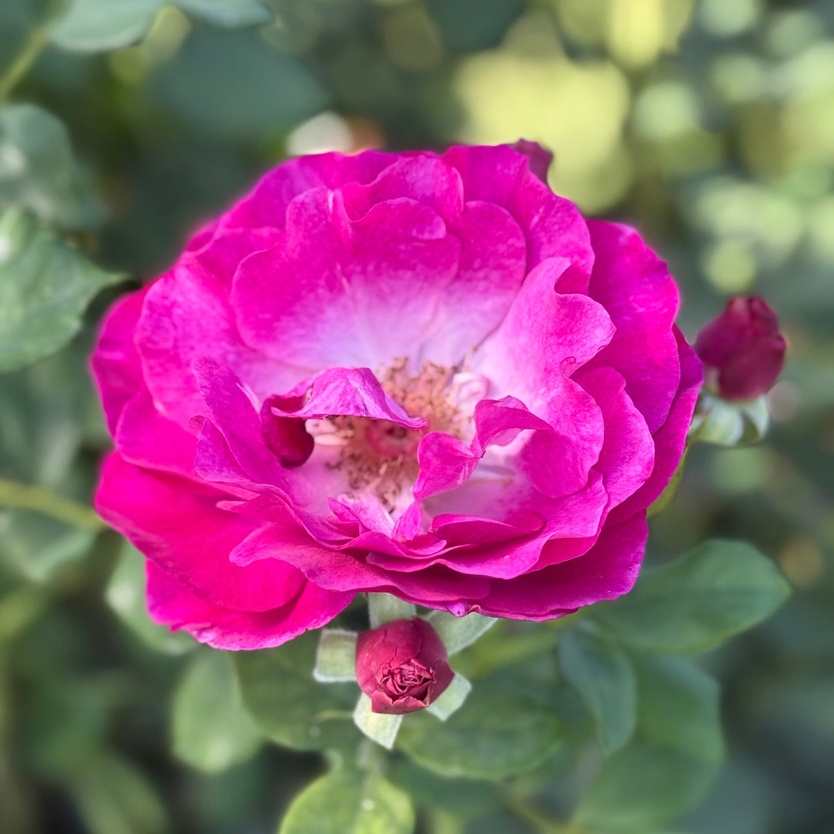 Rose - Wild Blue Yonder