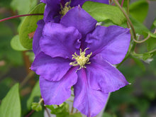 Load image into Gallery viewer, Clematis &#39;General Sikorski&#39; - 9 inch flowers!!
