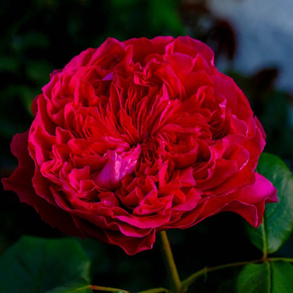 Rose - Rouge Royale