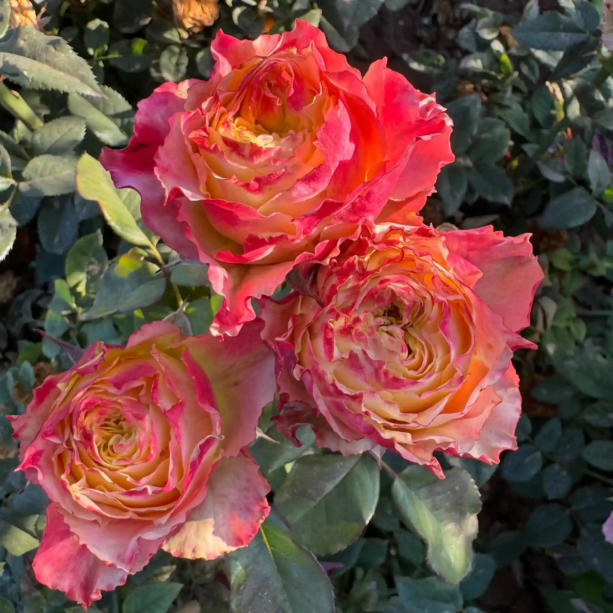 Rose - Country Spirit Frieda