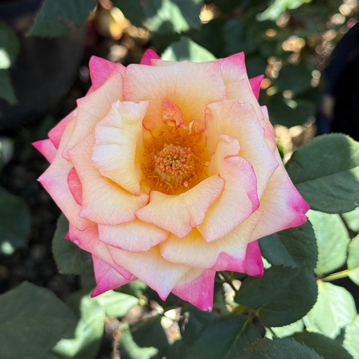 Rose - Dream Come True