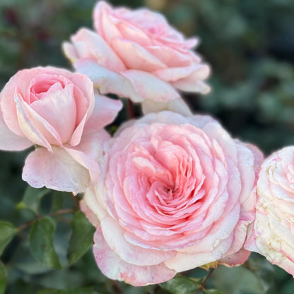 Rose - Sunbelt Savannah