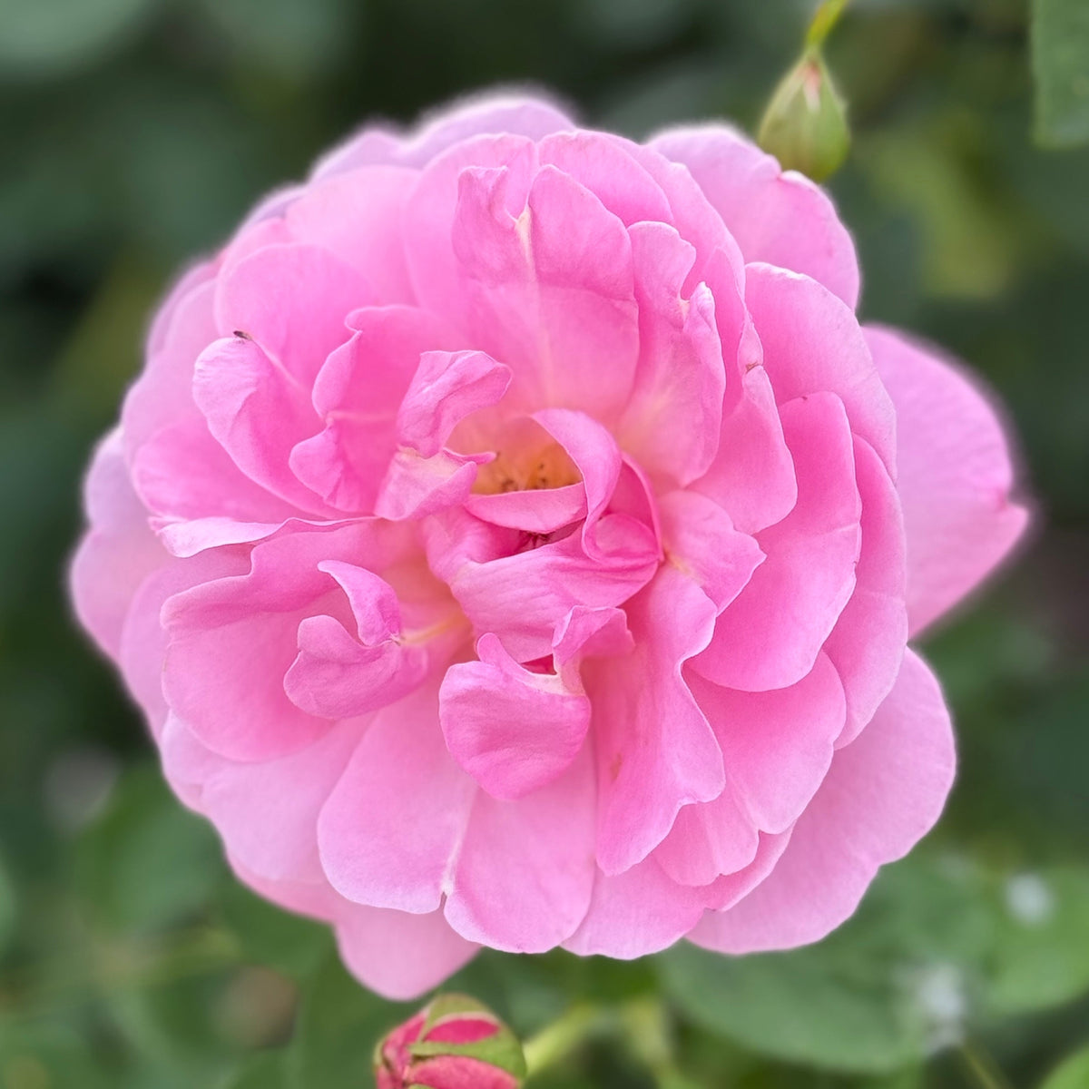Rose - Sitting Pretty