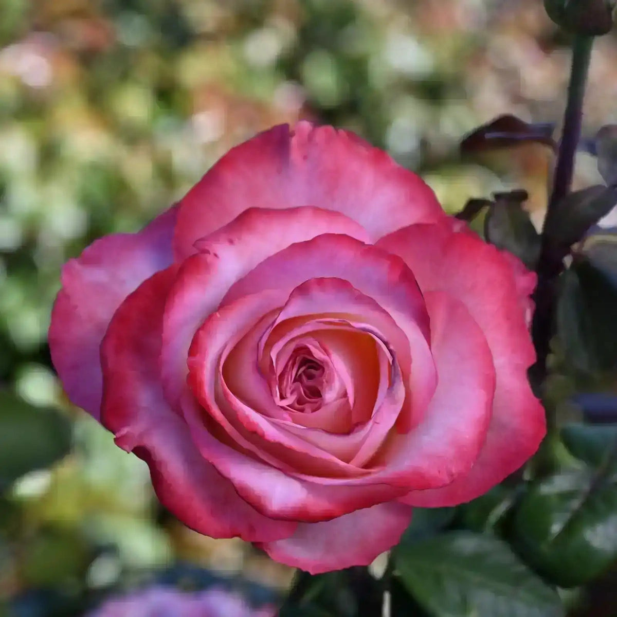 Rose - Magnifiscent