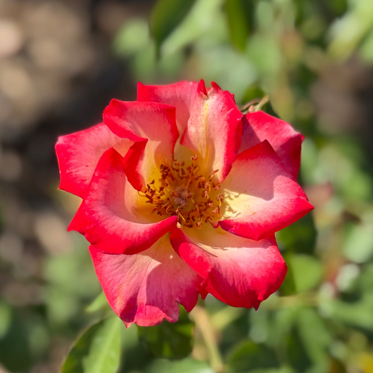 Rose - Betty Boop