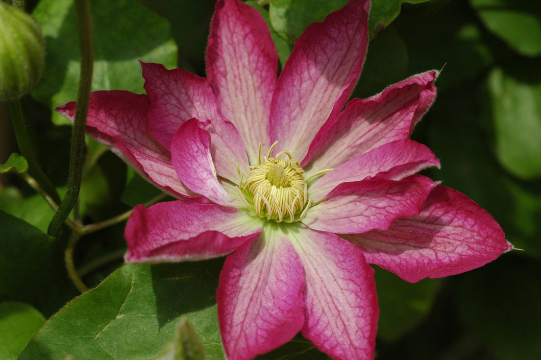 Clematis - Asao