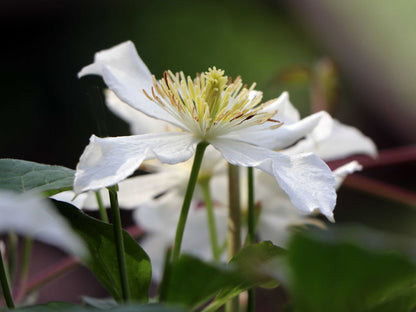 Clematis 'Montana Grandiflora' - Fragrant