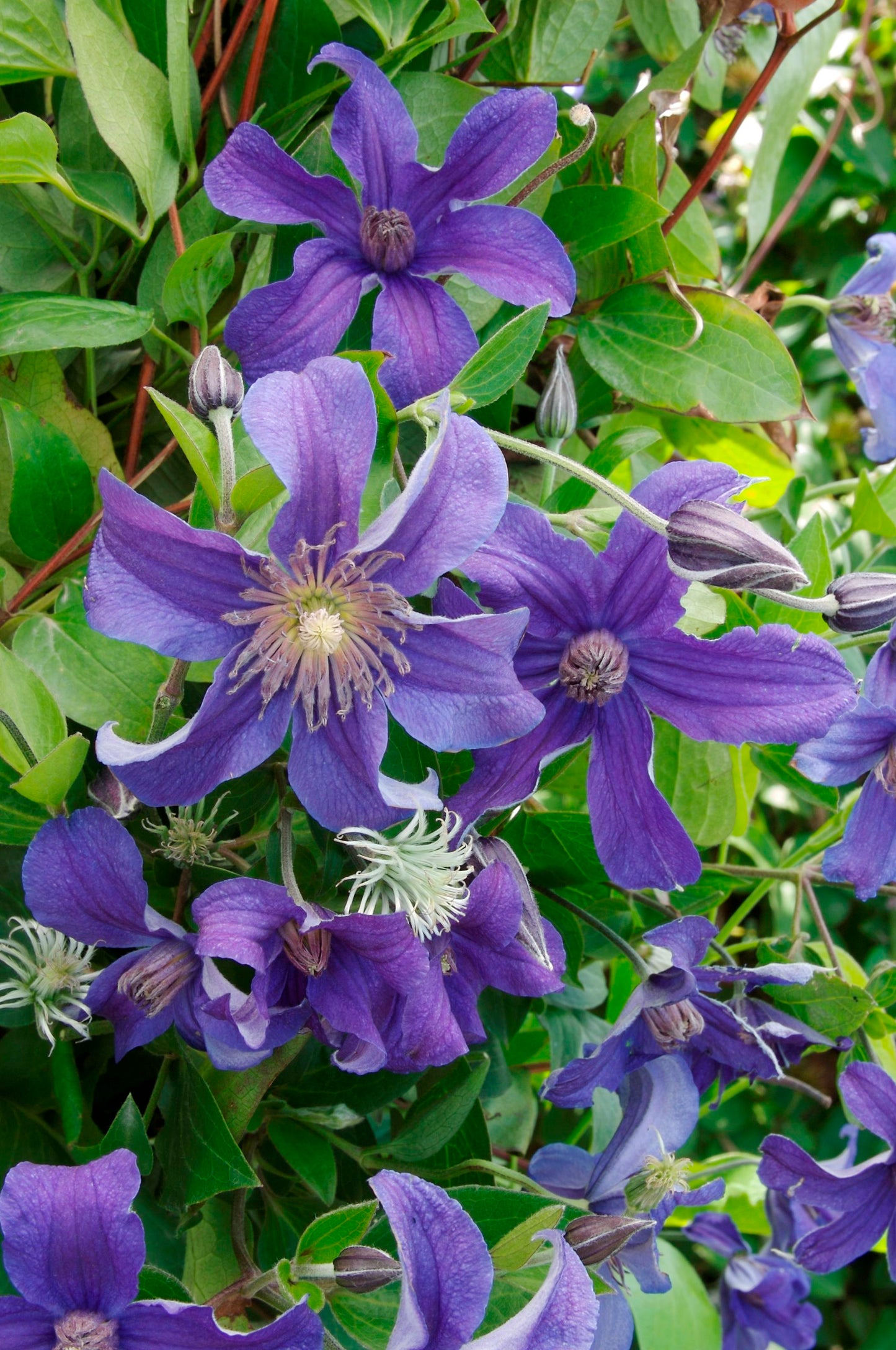 Clematis 'Sapphire Indigo'