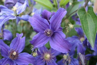 Clematis 'Sapphire Indigo'