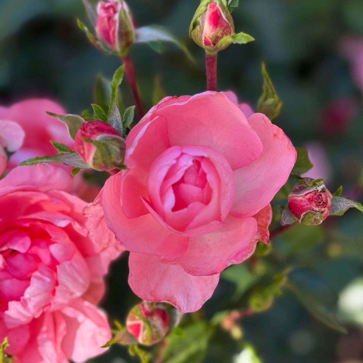 Rose - Passionate Kisses