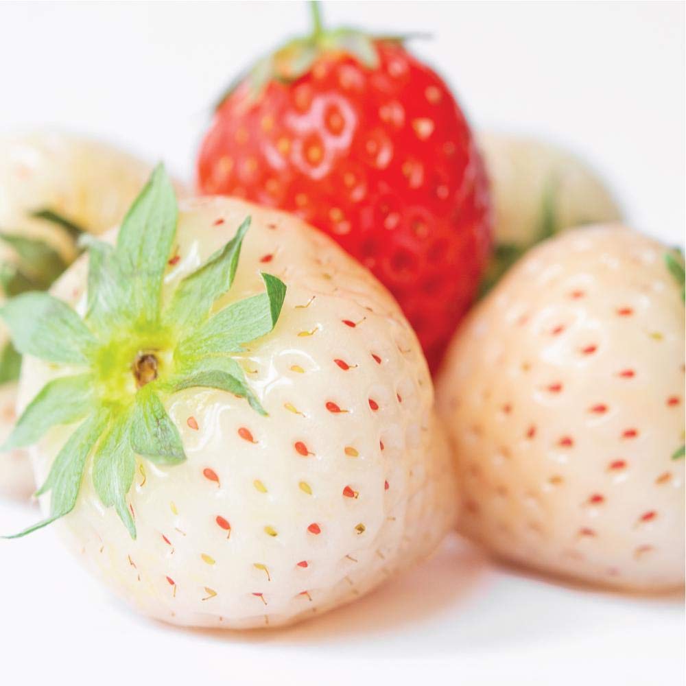 Close-up of white strawberries with red seeds beside one red strawberry