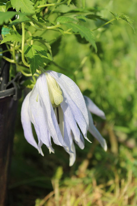 Clematis 'Alpina Blue Dancer'