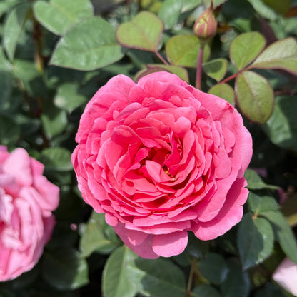 Rose - Dee-Lish