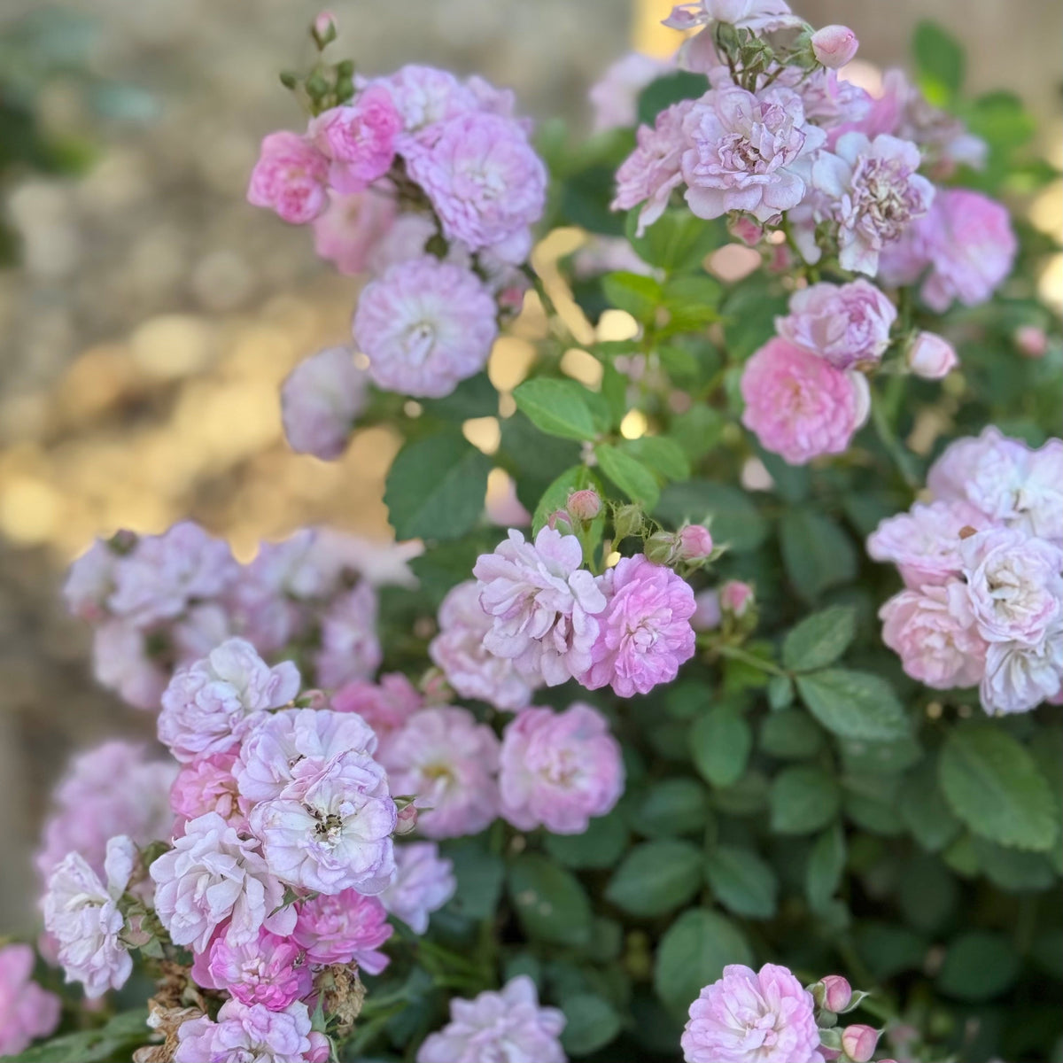 Rose - Pretty Polly Lavender